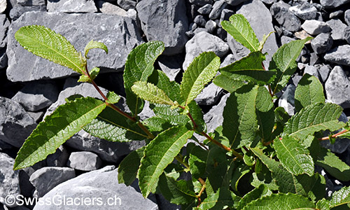 Kleiner 
Strauch
