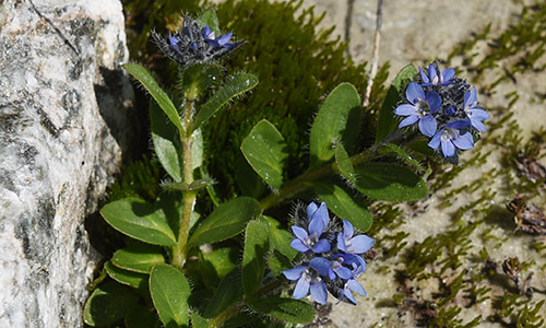 Alpen-Ehrenpreis (Lat.: Veronica alpina) im Vorfeld des Gruebengletschers am 9.8.2019.