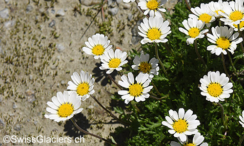 Gewöhnliche Alpenmargerite (Lat.: Leucanthemopsis alpina) im Vorfeld des Gruebengletschers am 9.8.2019.