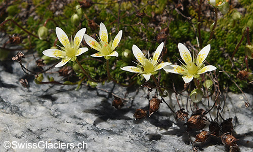 Moosartiger Steinbrech (Lat.: Saxifraga bryoides) im Vorfeld des Gruebengletschers am 9.8.2019.