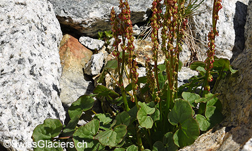 Säuerling (Lat.: Oxyria digyna) im Vorfeld des Gruebengletschers am 9.8.2019.