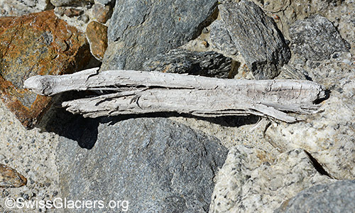 Wood find 2 from 4.7.2020 in front of the Unteraar glacier.